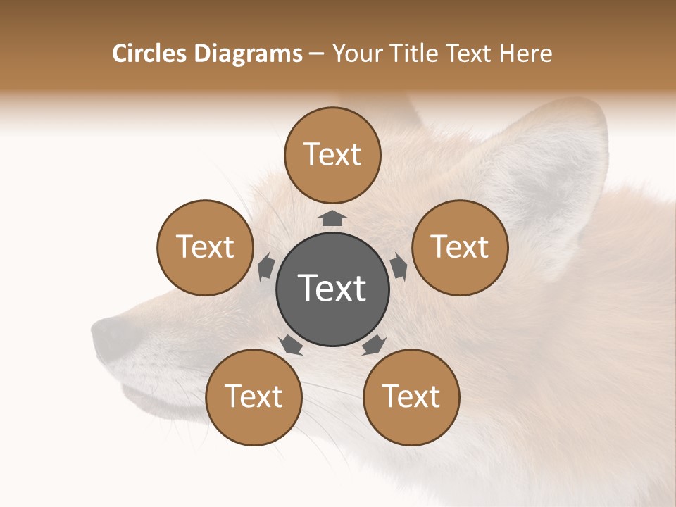 Red Fox (4 Years) - Vulpes Vulpes In Front Of A White Background PowerPoint Template