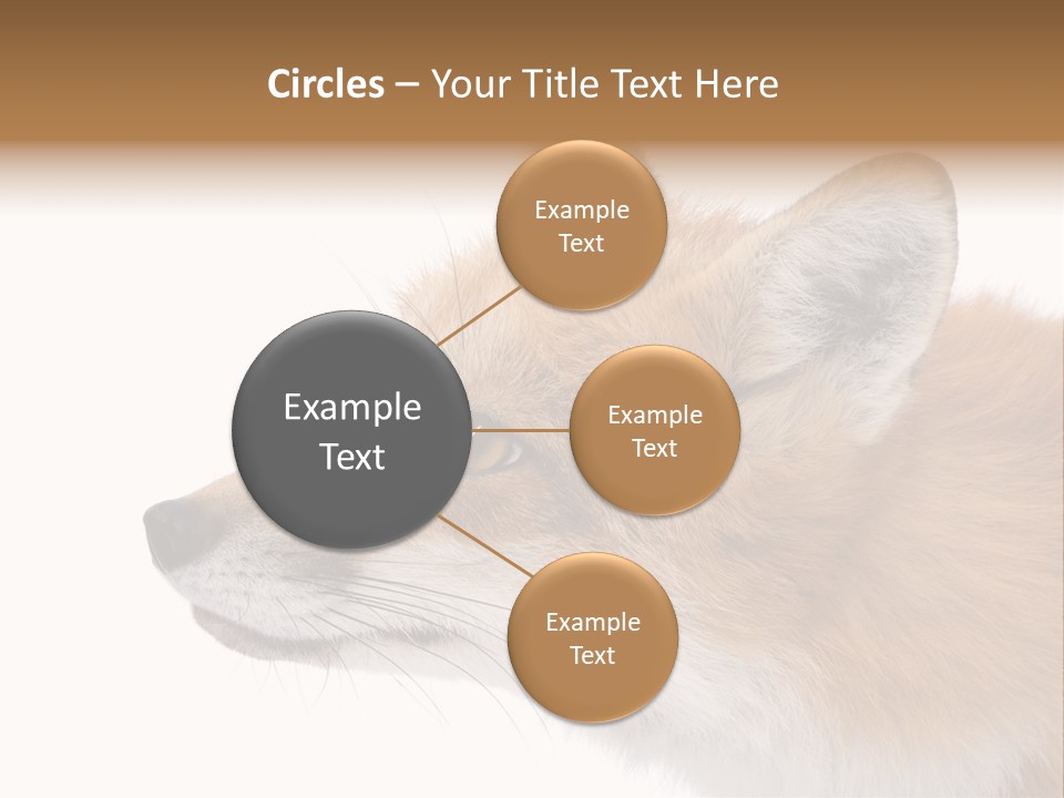 Red Fox (4 Years) - Vulpes Vulpes In Front Of A White Background PowerPoint Template