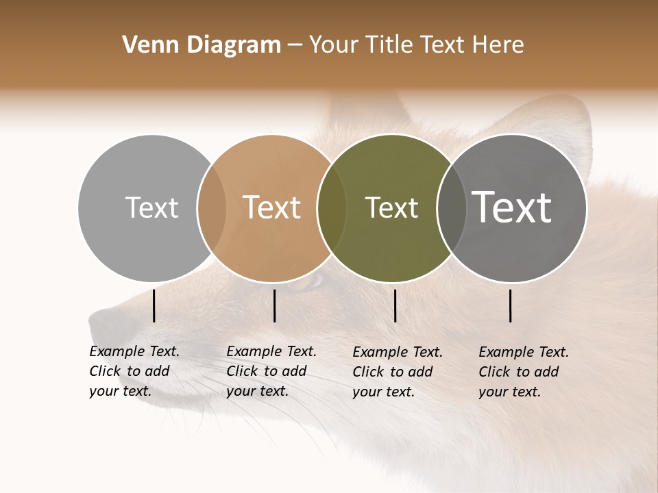 Red Fox (4 Years) - Vulpes Vulpes In Front Of A White Background PowerPoint Template