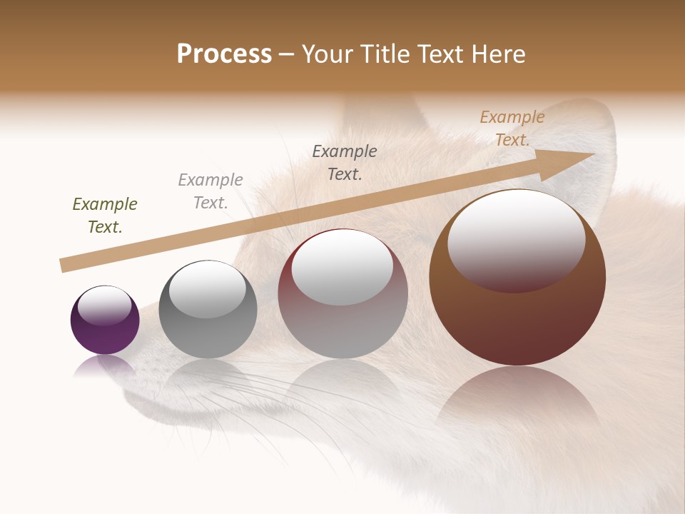 Red Fox (4 Years) - Vulpes Vulpes In Front Of A White Background PowerPoint Template