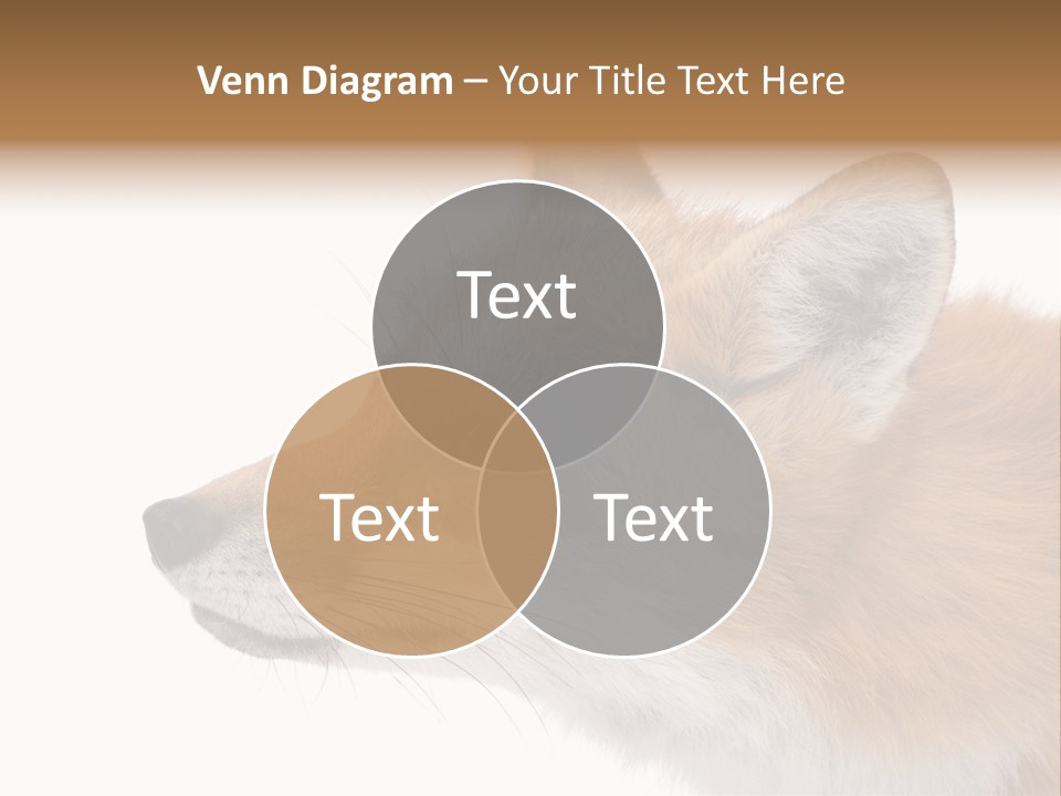 Red Fox (4 Years) - Vulpes Vulpes In Front Of A White Background PowerPoint Template
