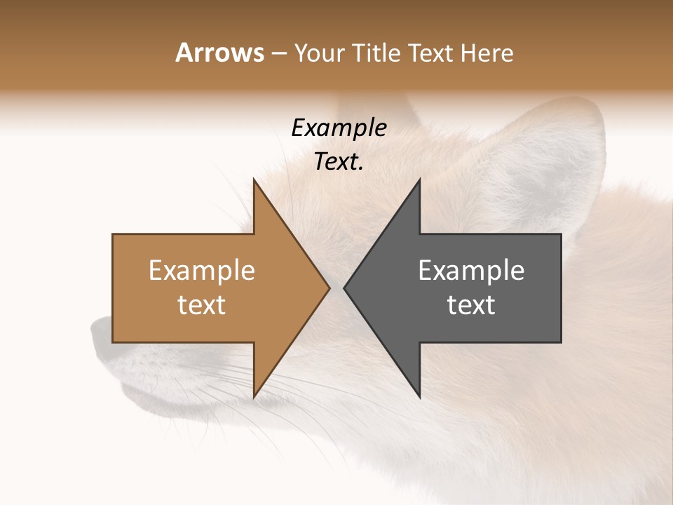 Red Fox (4 Years) - Vulpes Vulpes In Front Of A White Background PowerPoint Template