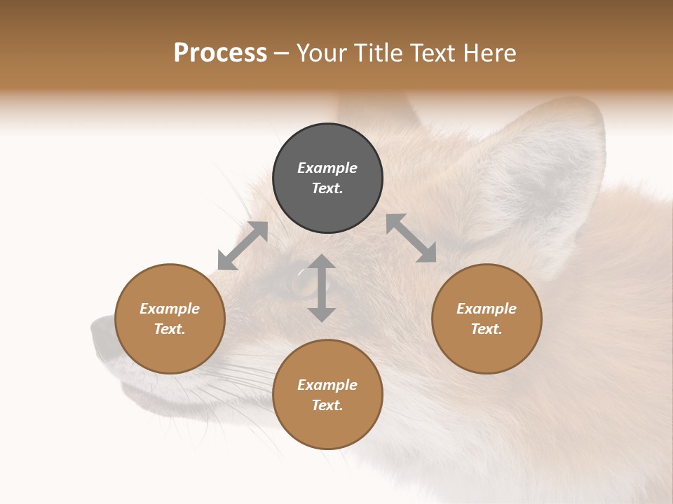 Red Fox (4 Years) - Vulpes Vulpes In Front Of A White Background PowerPoint Template