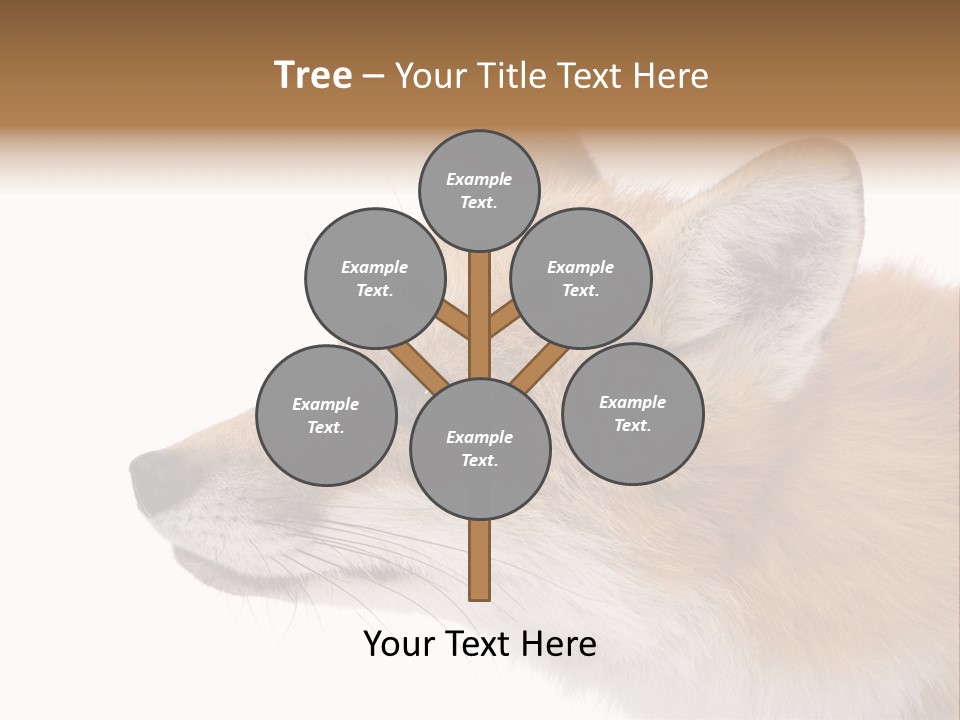 Red Fox (4 Years) - Vulpes Vulpes In Front Of A White Background PowerPoint Template