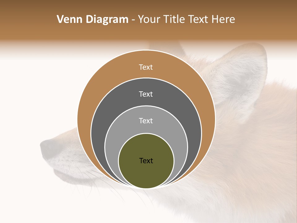Red Fox (4 Years) - Vulpes Vulpes In Front Of A White Background PowerPoint Template