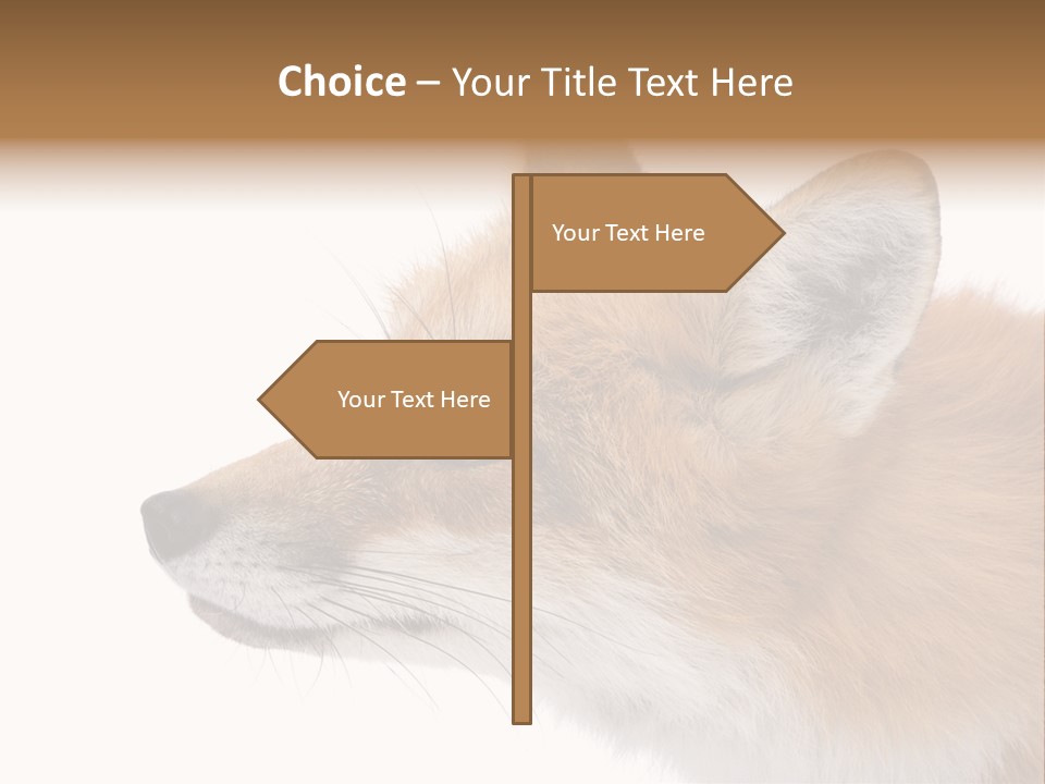 Red Fox (4 Years) - Vulpes Vulpes In Front Of A White Background PowerPoint Template