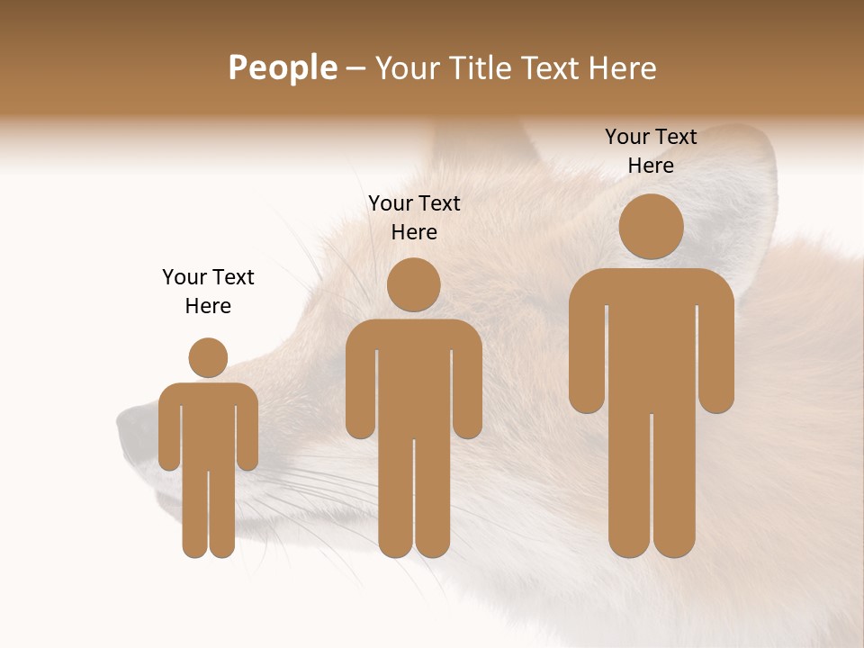 Red Fox (4 Years) - Vulpes Vulpes In Front Of A White Background PowerPoint Template