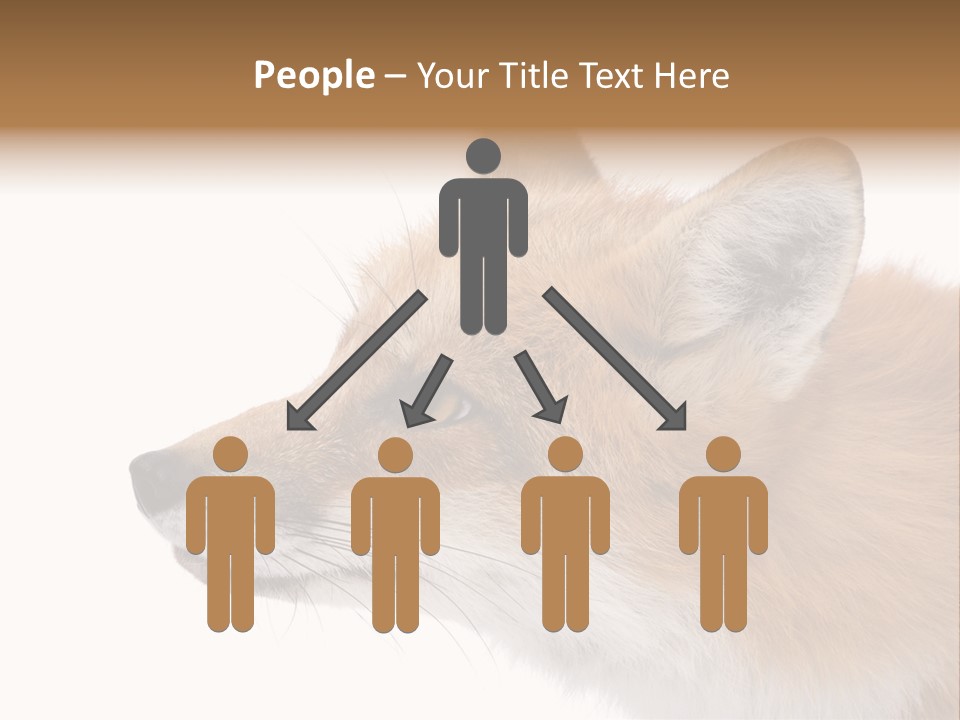 Red Fox (4 Years) - Vulpes Vulpes In Front Of A White Background PowerPoint Template