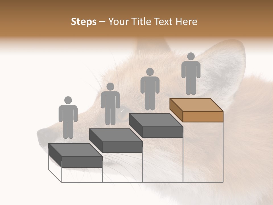 Red Fox (4 Years) - Vulpes Vulpes In Front Of A White Background PowerPoint Template