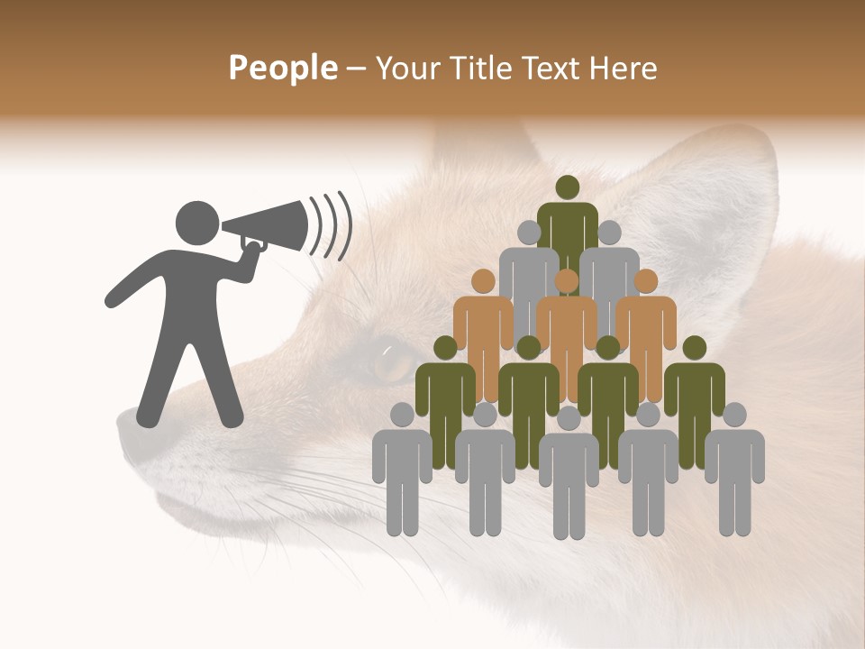 Red Fox (4 Years) - Vulpes Vulpes In Front Of A White Background PowerPoint Template