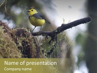 Collared Redstart Has A Different View On Life!!!!!Red Capped Grey Vested Warbler, Monteverde Cloud Forest, Costa Rica, November 2008. Myioborus Torquatus, Arulidae Family PowerPoint Template