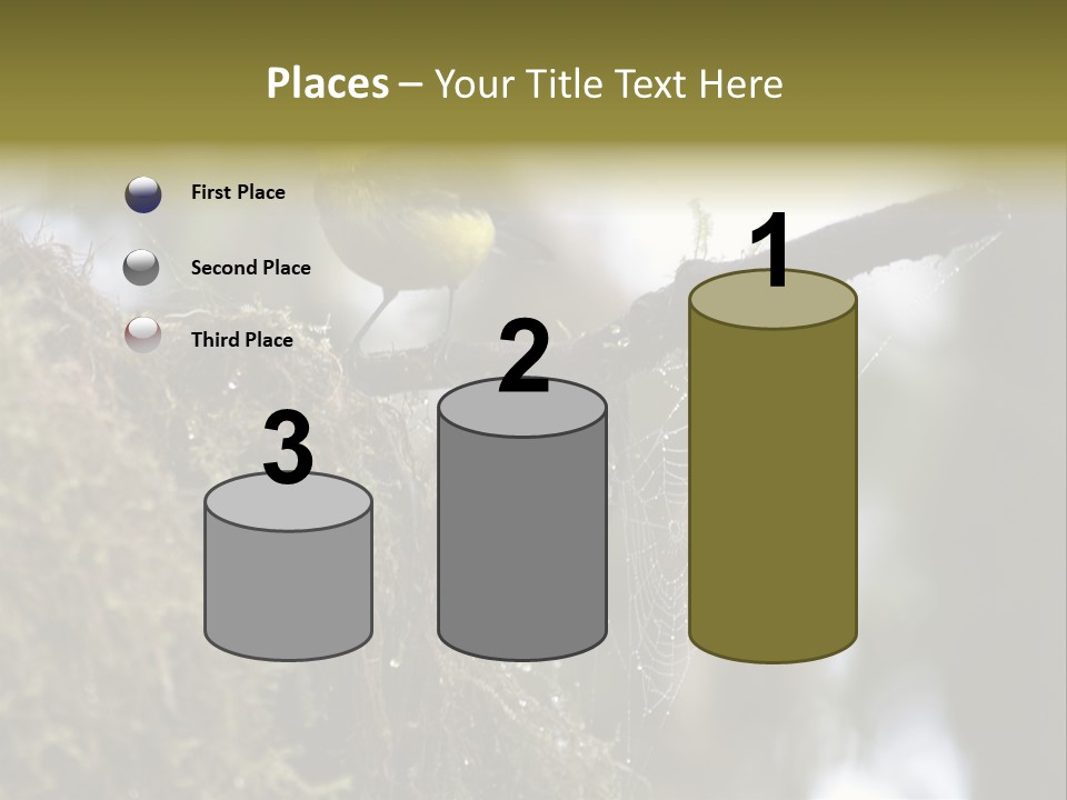 Collared Redstart Has A Different View On Life!!!!!Red Capped Grey Vested Warbler, Monteverde Cloud Forest, Costa Rica, November 2008. Myioborus Torquatus, Arulidae Family PowerPoint Template