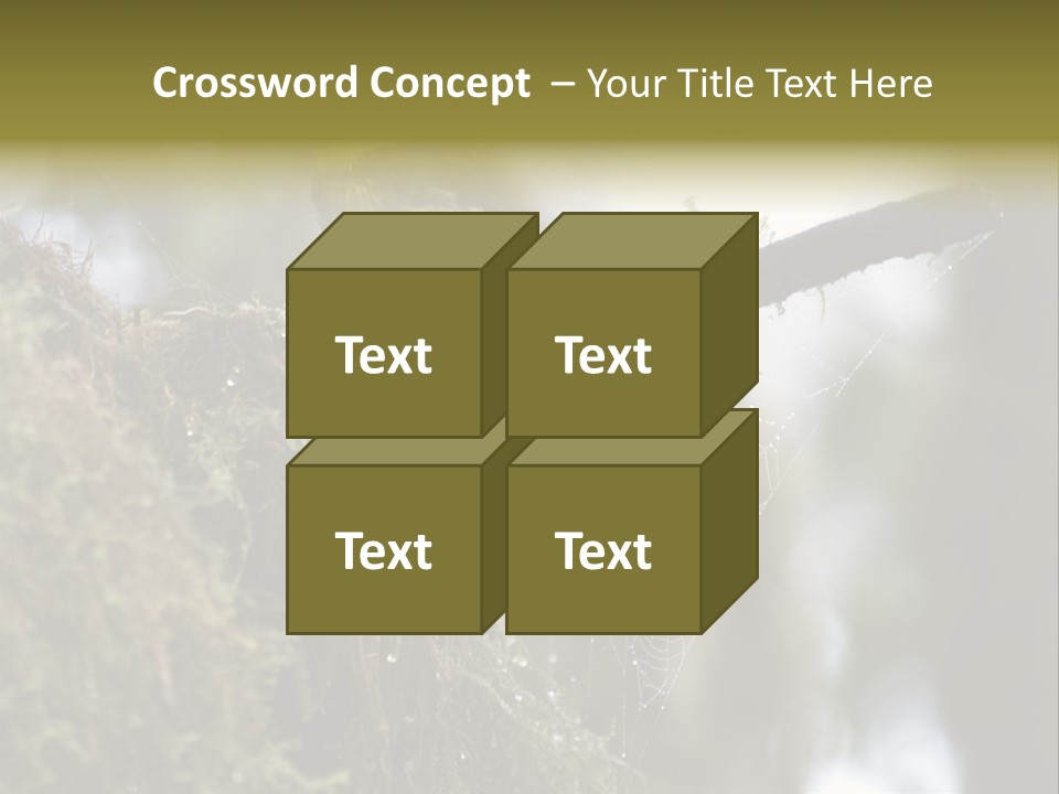 Collared Redstart Has A Different View On Life!!!!!Red Capped Grey Vested Warbler, Monteverde Cloud Forest, Costa Rica, November 2008. Myioborus Torquatus, Arulidae Family PowerPoint Template