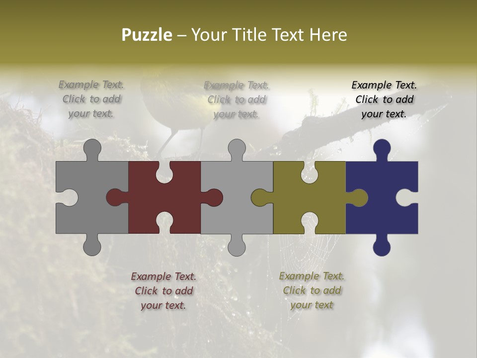 Collared Redstart Has A Different View On Life!!!!!Red Capped Grey Vested Warbler, Monteverde Cloud Forest, Costa Rica, November 2008. Myioborus Torquatus, Arulidae Family PowerPoint Template