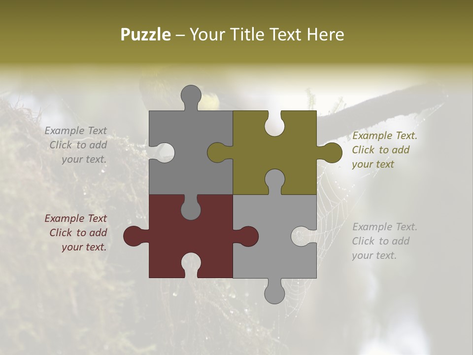 Collared Redstart Has A Different View On Life!!!!!Red Capped Grey Vested Warbler, Monteverde Cloud Forest, Costa Rica, November 2008. Myioborus Torquatus, Arulidae Family PowerPoint Template