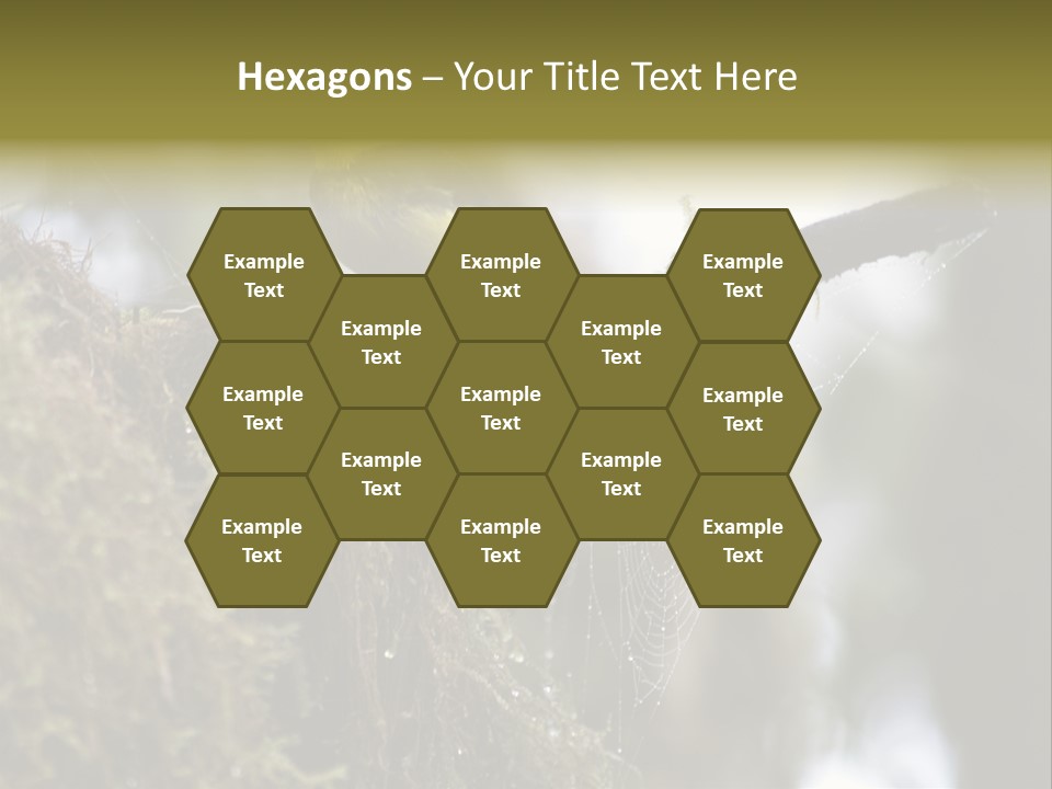 Collared Redstart Has A Different View On Life!!!!!Red Capped Grey Vested Warbler, Monteverde Cloud Forest, Costa Rica, November 2008. Myioborus Torquatus, Arulidae Family PowerPoint Template