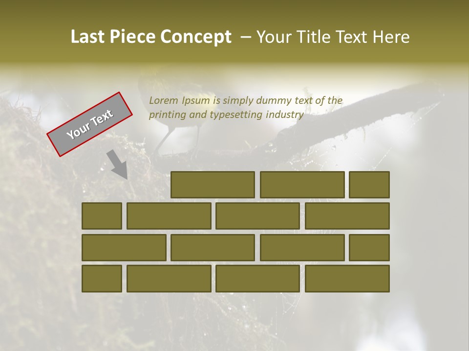 Collared Redstart Has A Different View On Life!!!!!Red Capped Grey Vested Warbler, Monteverde Cloud Forest, Costa Rica, November 2008. Myioborus Torquatus, Arulidae Family PowerPoint Template