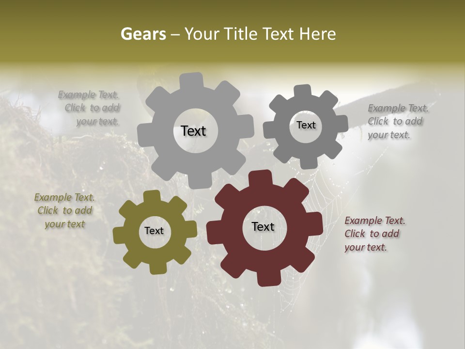 Collared Redstart Has A Different View On Life!!!!!Red Capped Grey Vested Warbler, Monteverde Cloud Forest, Costa Rica, November 2008. Myioborus Torquatus, Arulidae Family PowerPoint Template