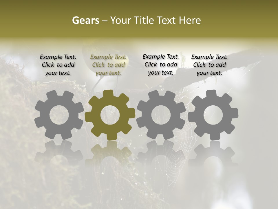 Collared Redstart Has A Different View On Life!!!!!Red Capped Grey Vested Warbler, Monteverde Cloud Forest, Costa Rica, November 2008. Myioborus Torquatus, Arulidae Family PowerPoint Template