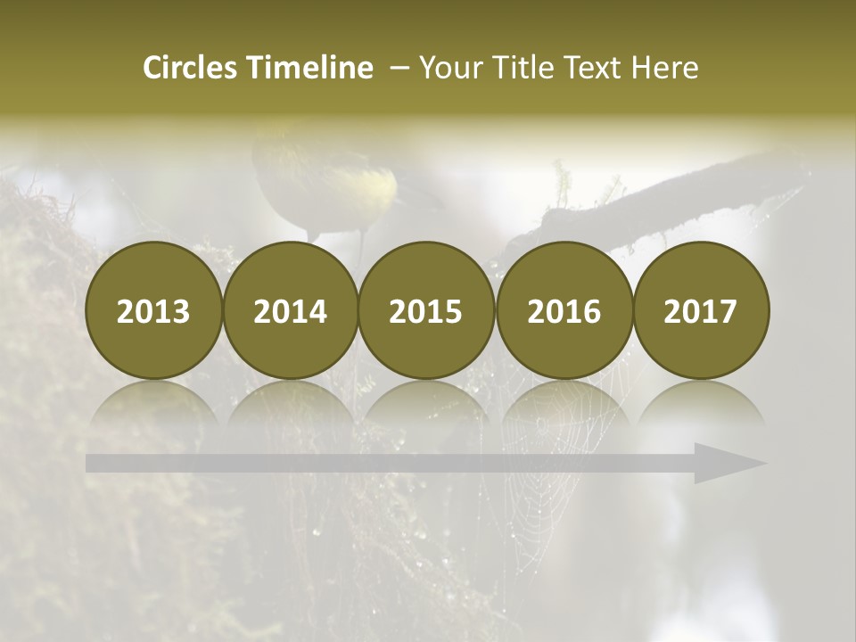 Collared Redstart Has A Different View On Life!!!!!Red Capped Grey Vested Warbler, Monteverde Cloud Forest, Costa Rica, November 2008. Myioborus Torquatus, Arulidae Family PowerPoint Template