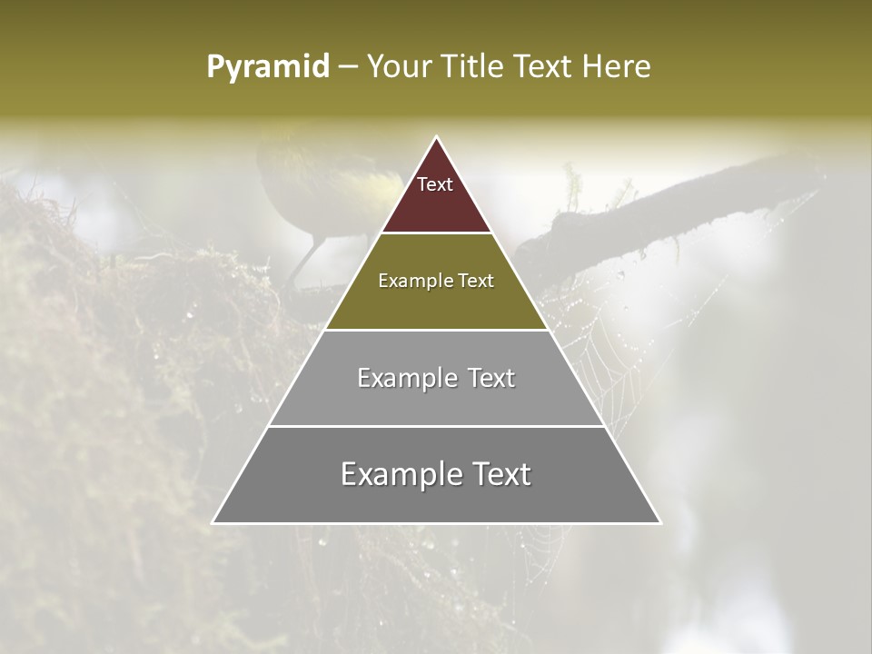 Collared Redstart Has A Different View On Life!!!!!Red Capped Grey Vested Warbler, Monteverde Cloud Forest, Costa Rica, November 2008. Myioborus Torquatus, Arulidae Family PowerPoint Template