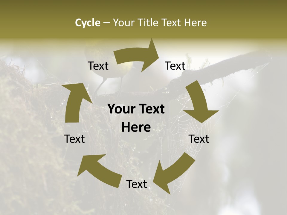 Collared Redstart Has A Different View On Life!!!!!Red Capped Grey Vested Warbler, Monteverde Cloud Forest, Costa Rica, November 2008. Myioborus Torquatus, Arulidae Family PowerPoint Template