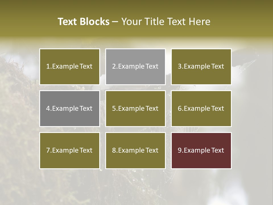 Collared Redstart Has A Different View On Life!!!!!Red Capped Grey Vested Warbler, Monteverde Cloud Forest, Costa Rica, November 2008. Myioborus Torquatus, Arulidae Family PowerPoint Template