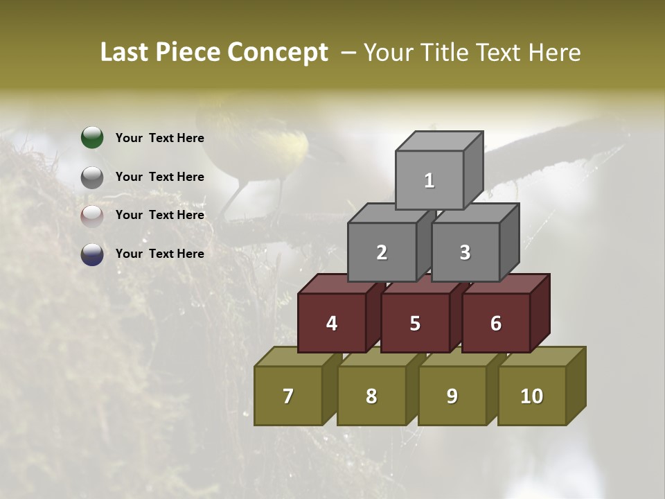 Collared Redstart Has A Different View On Life!!!!!Red Capped Grey Vested Warbler, Monteverde Cloud Forest, Costa Rica, November 2008. Myioborus Torquatus, Arulidae Family PowerPoint Template