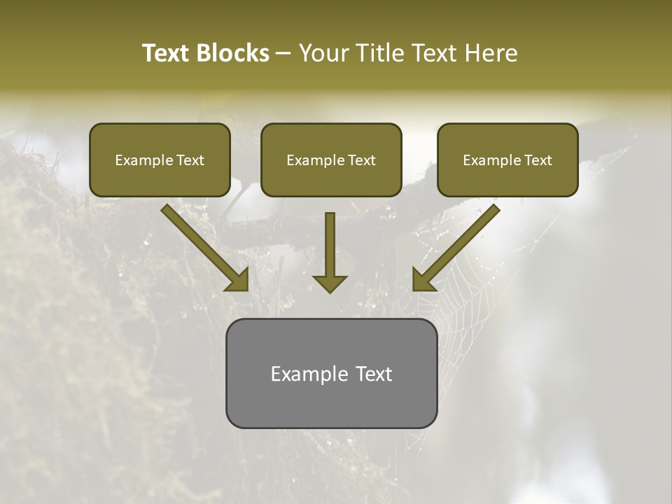 Collared Redstart Has A Different View On Life!!!!!Red Capped Grey Vested Warbler, Monteverde Cloud Forest, Costa Rica, November 2008. Myioborus Torquatus, Arulidae Family PowerPoint Template