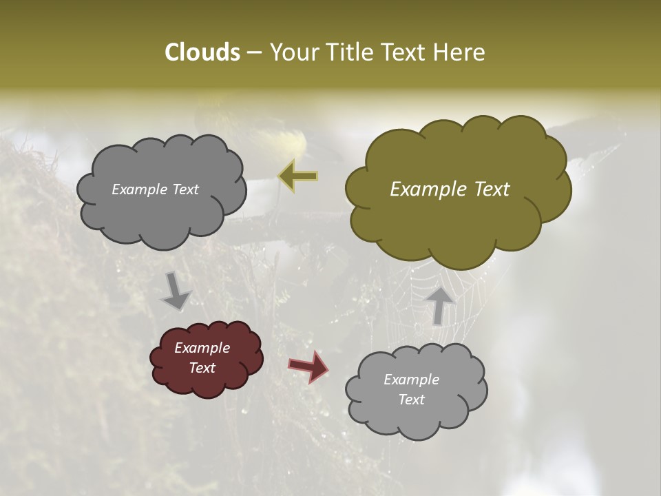 Collared Redstart Has A Different View On Life!!!!!Red Capped Grey Vested Warbler, Monteverde Cloud Forest, Costa Rica, November 2008. Myioborus Torquatus, Arulidae Family PowerPoint Template