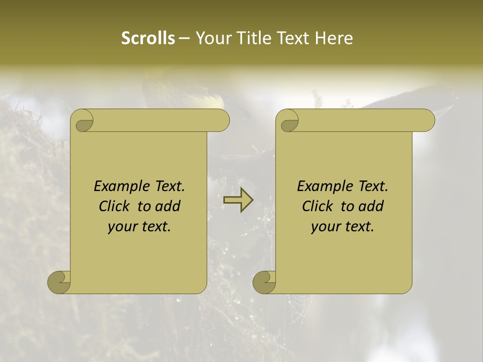 Collared Redstart Has A Different View On Life!!!!!Red Capped Grey Vested Warbler, Monteverde Cloud Forest, Costa Rica, November 2008. Myioborus Torquatus, Arulidae Family PowerPoint Template