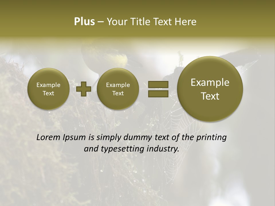 Collared Redstart Has A Different View On Life!!!!!Red Capped Grey Vested Warbler, Monteverde Cloud Forest, Costa Rica, November 2008. Myioborus Torquatus, Arulidae Family PowerPoint Template