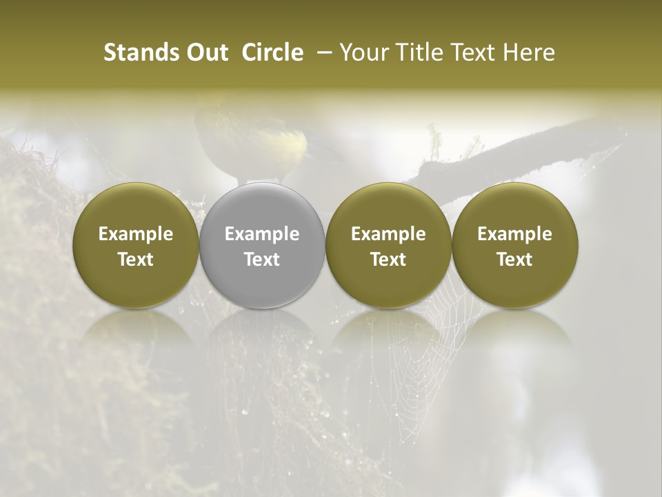 Collared Redstart Has A Different View On Life!!!!!Red Capped Grey Vested Warbler, Monteverde Cloud Forest, Costa Rica, November 2008. Myioborus Torquatus, Arulidae Family PowerPoint Template