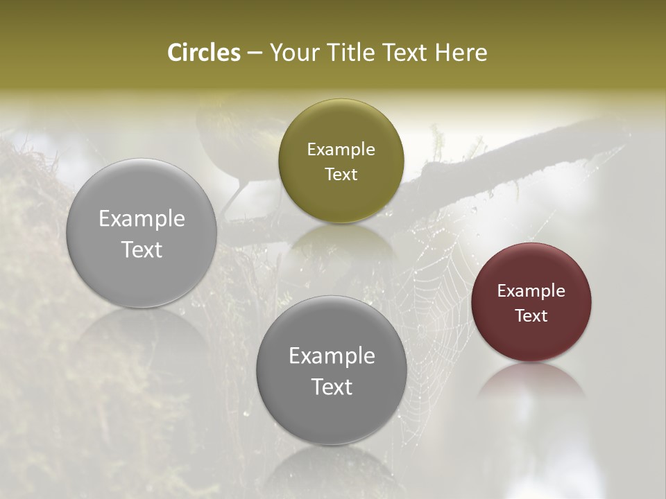 Collared Redstart Has A Different View On Life!!!!!Red Capped Grey Vested Warbler, Monteverde Cloud Forest, Costa Rica, November 2008. Myioborus Torquatus, Arulidae Family PowerPoint Template