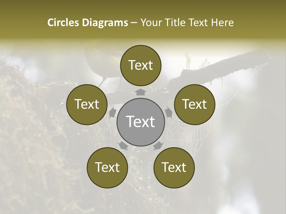 Collared Redstart Has A Different View On Life!!!!!Red Capped Grey Vested Warbler, Monteverde Cloud Forest, Costa Rica, November 2008. Myioborus Torquatus, Arulidae Family PowerPoint Template