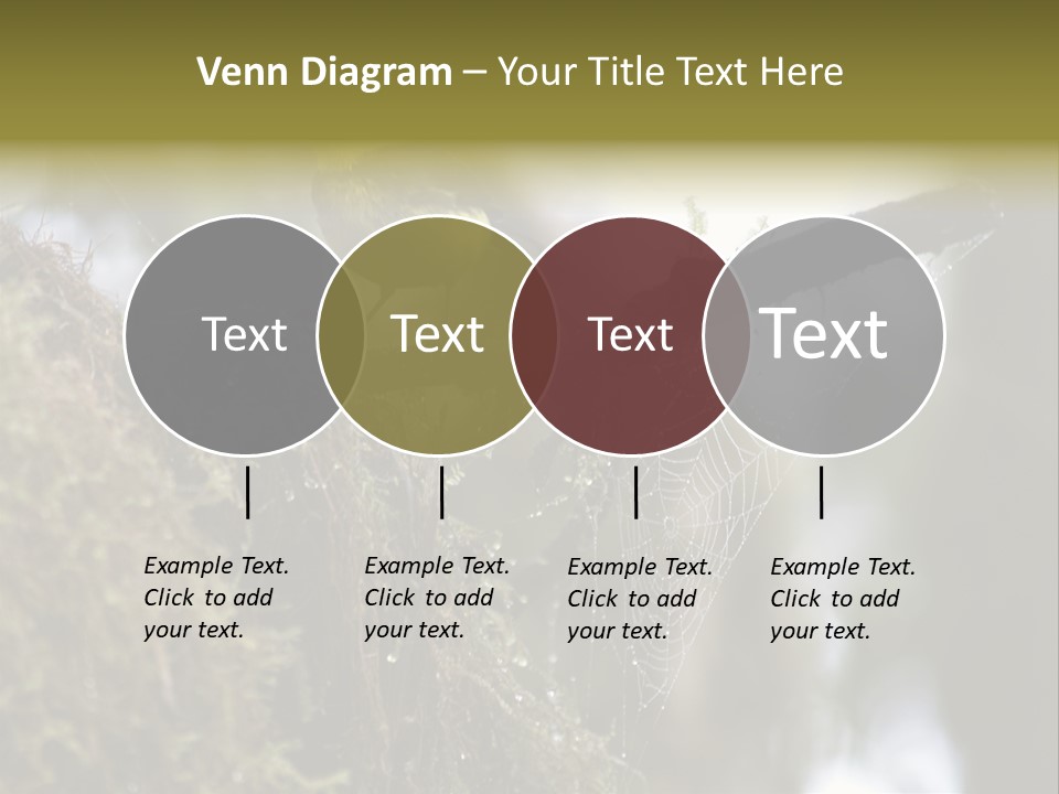 Collared Redstart Has A Different View On Life!!!!!Red Capped Grey Vested Warbler, Monteverde Cloud Forest, Costa Rica, November 2008. Myioborus Torquatus, Arulidae Family PowerPoint Template