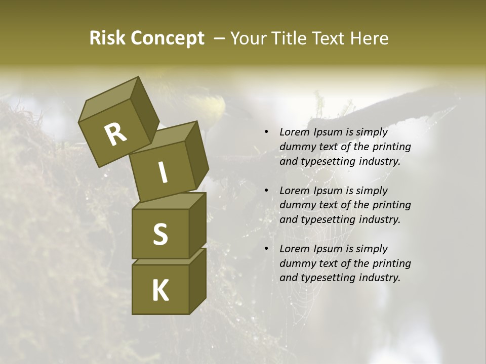 Collared Redstart Has A Different View On Life!!!!!Red Capped Grey Vested Warbler, Monteverde Cloud Forest, Costa Rica, November 2008. Myioborus Torquatus, Arulidae Family PowerPoint Template