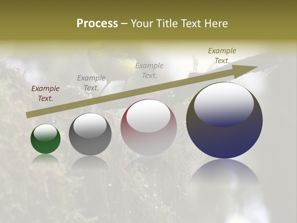 Collared Redstart Has A Different View On Life!!!!!Red Capped Grey Vested Warbler, Monteverde Cloud Forest, Costa Rica, November 2008. Myioborus Torquatus, Arulidae Family PowerPoint Template