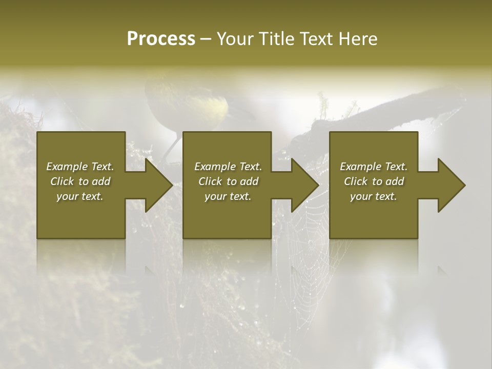 Collared Redstart Has A Different View On Life!!!!!Red Capped Grey Vested Warbler, Monteverde Cloud Forest, Costa Rica, November 2008. Myioborus Torquatus, Arulidae Family PowerPoint Template