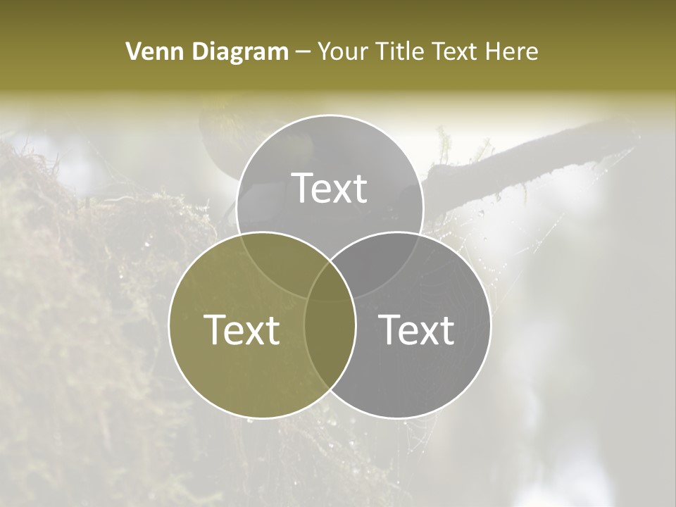 Collared Redstart Has A Different View On Life!!!!!Red Capped Grey Vested Warbler, Monteverde Cloud Forest, Costa Rica, November 2008. Myioborus Torquatus, Arulidae Family PowerPoint Template