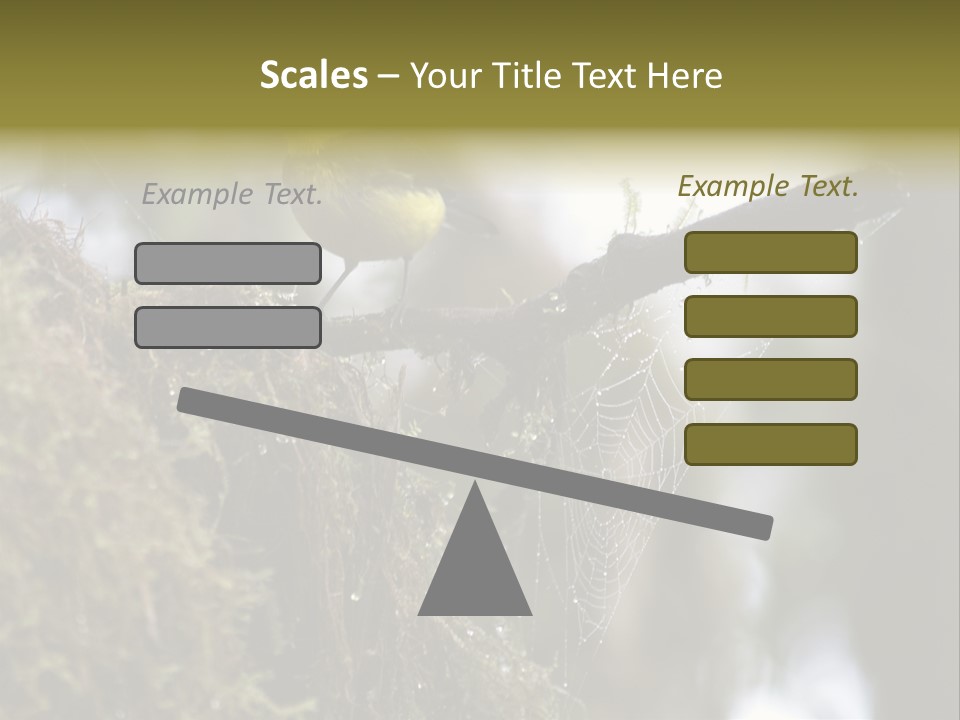 Collared Redstart Has A Different View On Life!!!!!Red Capped Grey Vested Warbler, Monteverde Cloud Forest, Costa Rica, November 2008. Myioborus Torquatus, Arulidae Family PowerPoint Template