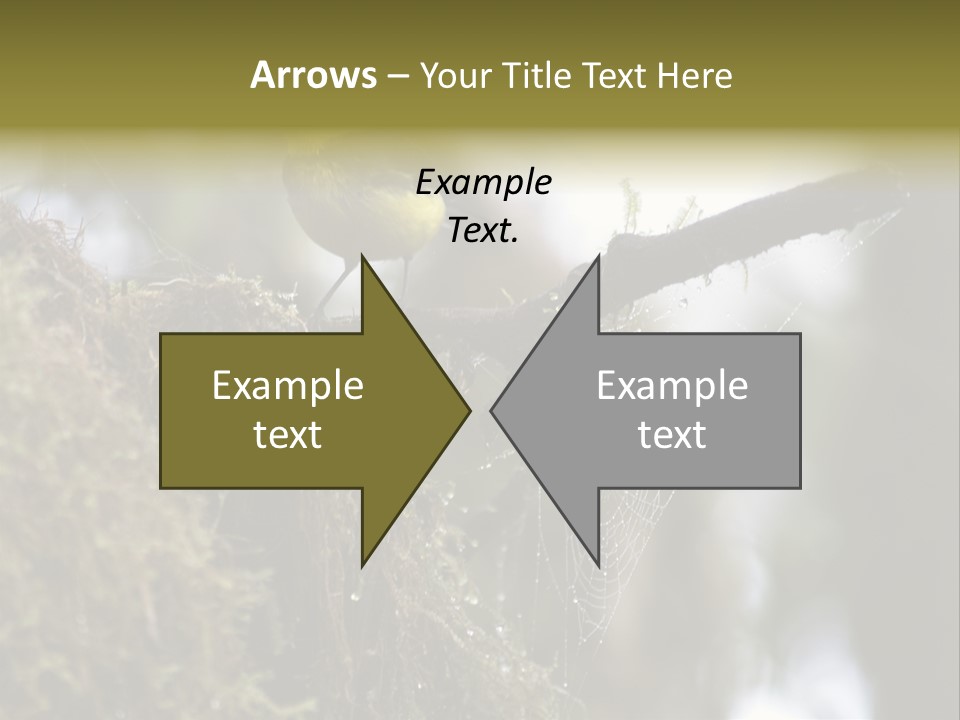 Collared Redstart Has A Different View On Life!!!!!Red Capped Grey Vested Warbler, Monteverde Cloud Forest, Costa Rica, November 2008. Myioborus Torquatus, Arulidae Family PowerPoint Template