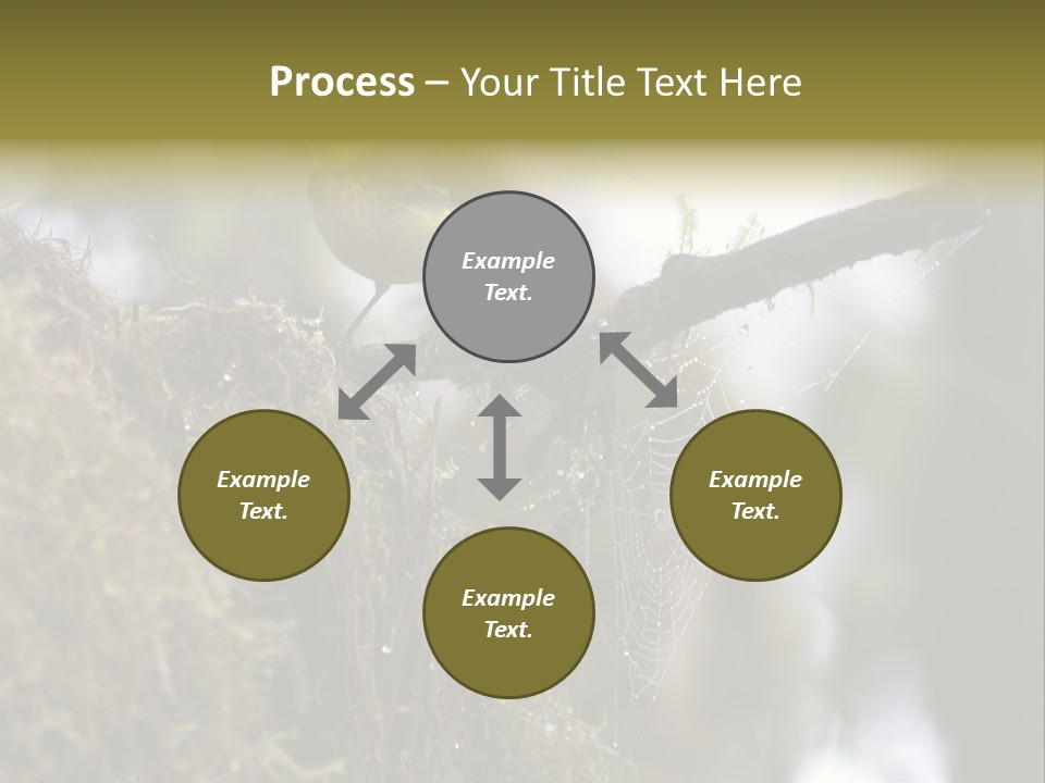Collared Redstart Has A Different View On Life!!!!!Red Capped Grey Vested Warbler, Monteverde Cloud Forest, Costa Rica, November 2008. Myioborus Torquatus, Arulidae Family PowerPoint Template