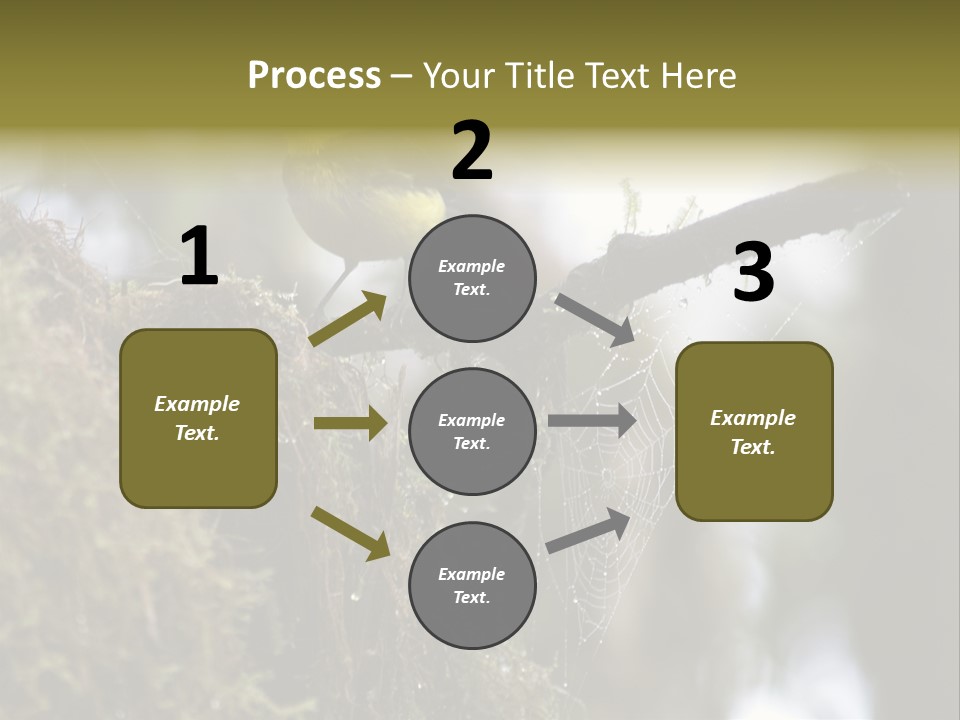 Collared Redstart Has A Different View On Life!!!!!Red Capped Grey Vested Warbler, Monteverde Cloud Forest, Costa Rica, November 2008. Myioborus Torquatus, Arulidae Family PowerPoint Template