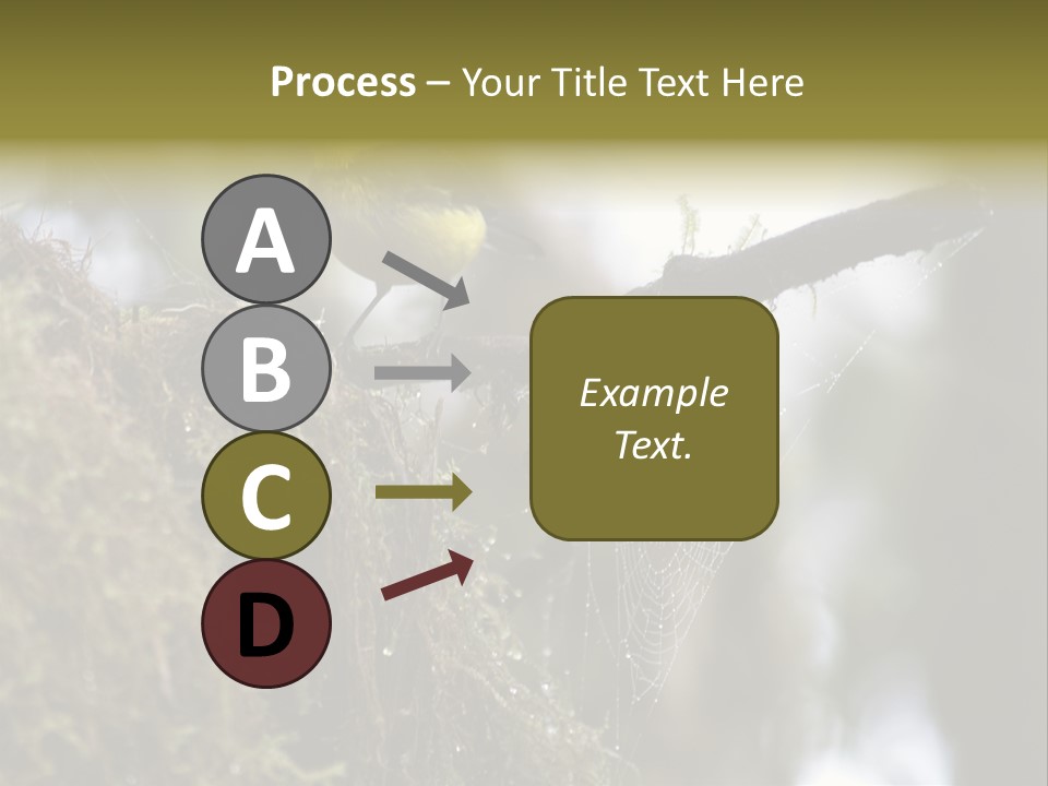 Collared Redstart Has A Different View On Life!!!!!Red Capped Grey Vested Warbler, Monteverde Cloud Forest, Costa Rica, November 2008. Myioborus Torquatus, Arulidae Family PowerPoint Template