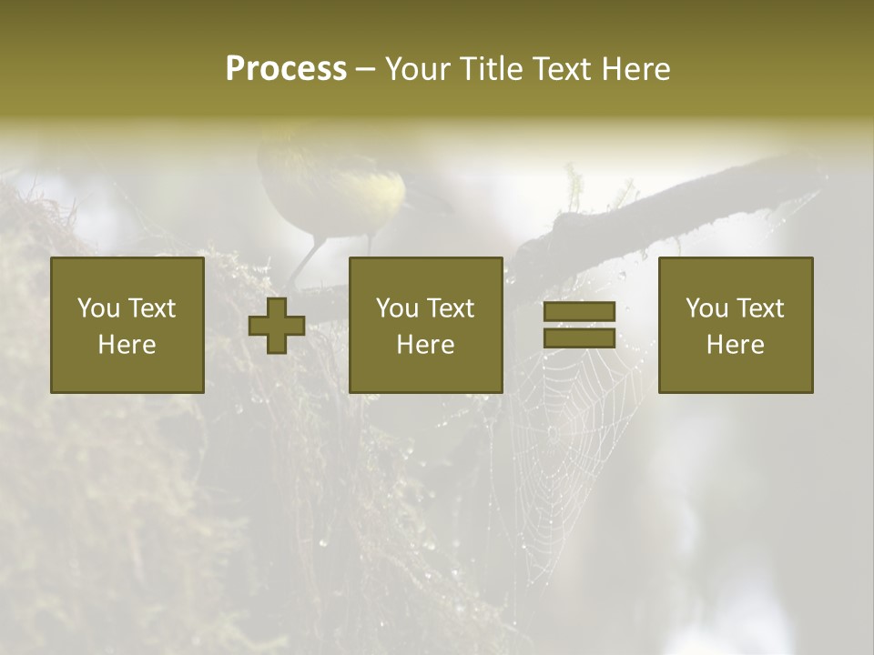 Collared Redstart Has A Different View On Life!!!!!Red Capped Grey Vested Warbler, Monteverde Cloud Forest, Costa Rica, November 2008. Myioborus Torquatus, Arulidae Family PowerPoint Template