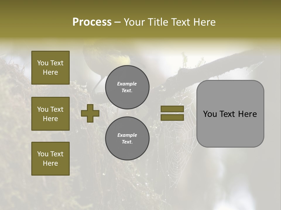 Collared Redstart Has A Different View On Life!!!!!Red Capped Grey Vested Warbler, Monteverde Cloud Forest, Costa Rica, November 2008. Myioborus Torquatus, Arulidae Family PowerPoint Template