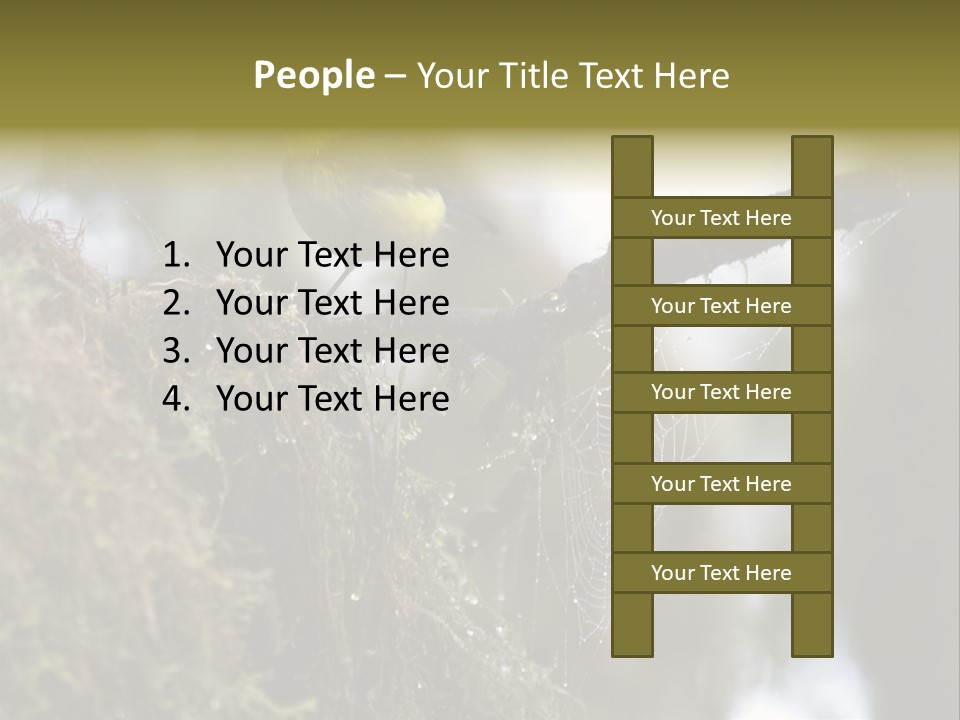 Collared Redstart Has A Different View On Life!!!!!Red Capped Grey Vested Warbler, Monteverde Cloud Forest, Costa Rica, November 2008. Myioborus Torquatus, Arulidae Family PowerPoint Template
