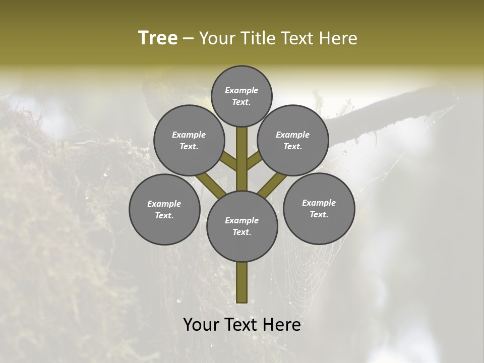 Collared Redstart Has A Different View On Life!!!!!Red Capped Grey Vested Warbler, Monteverde Cloud Forest, Costa Rica, November 2008. Myioborus Torquatus, Arulidae Family PowerPoint Template