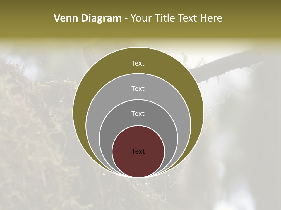 Collared Redstart Has A Different View On Life!!!!!Red Capped Grey Vested Warbler, Monteverde Cloud Forest, Costa Rica, November 2008. Myioborus Torquatus, Arulidae Family PowerPoint Template